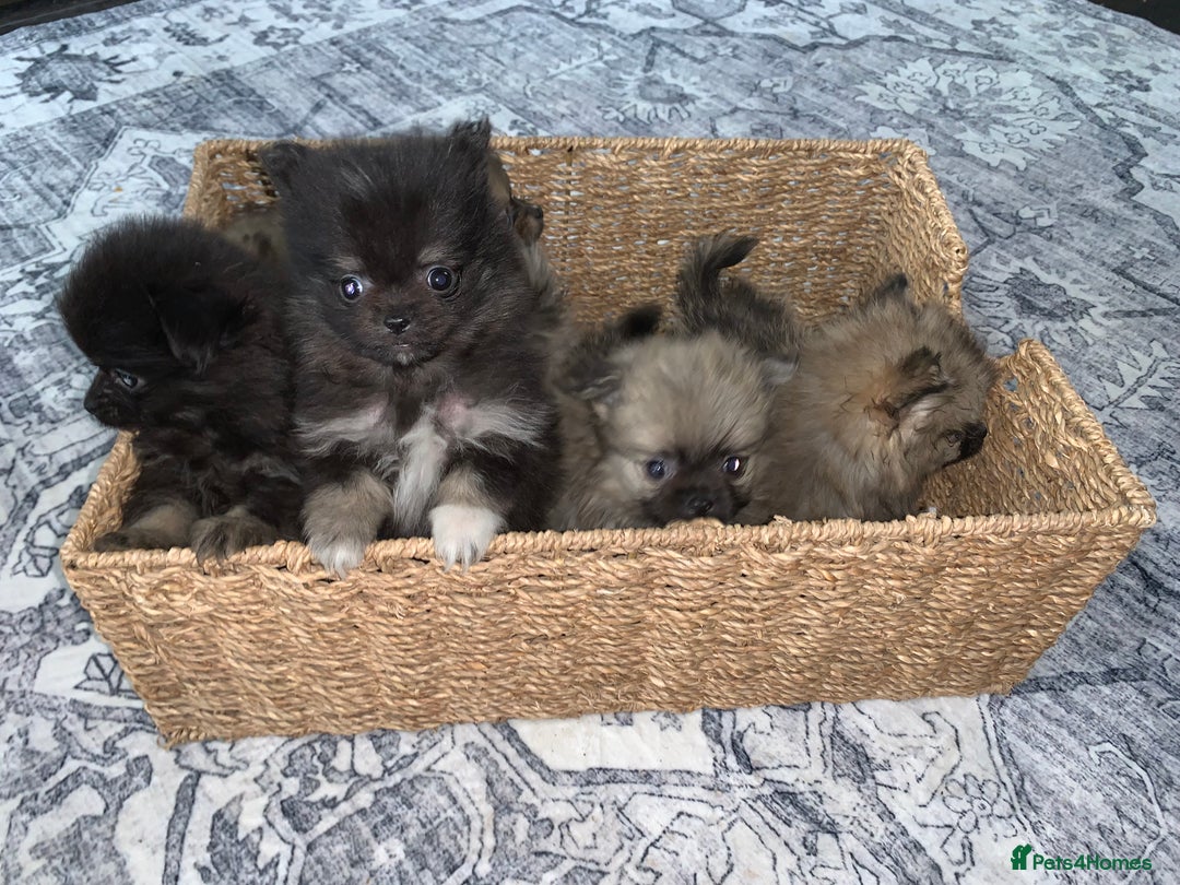 Pomchi dogs for sale: Pomchi - Advert 6