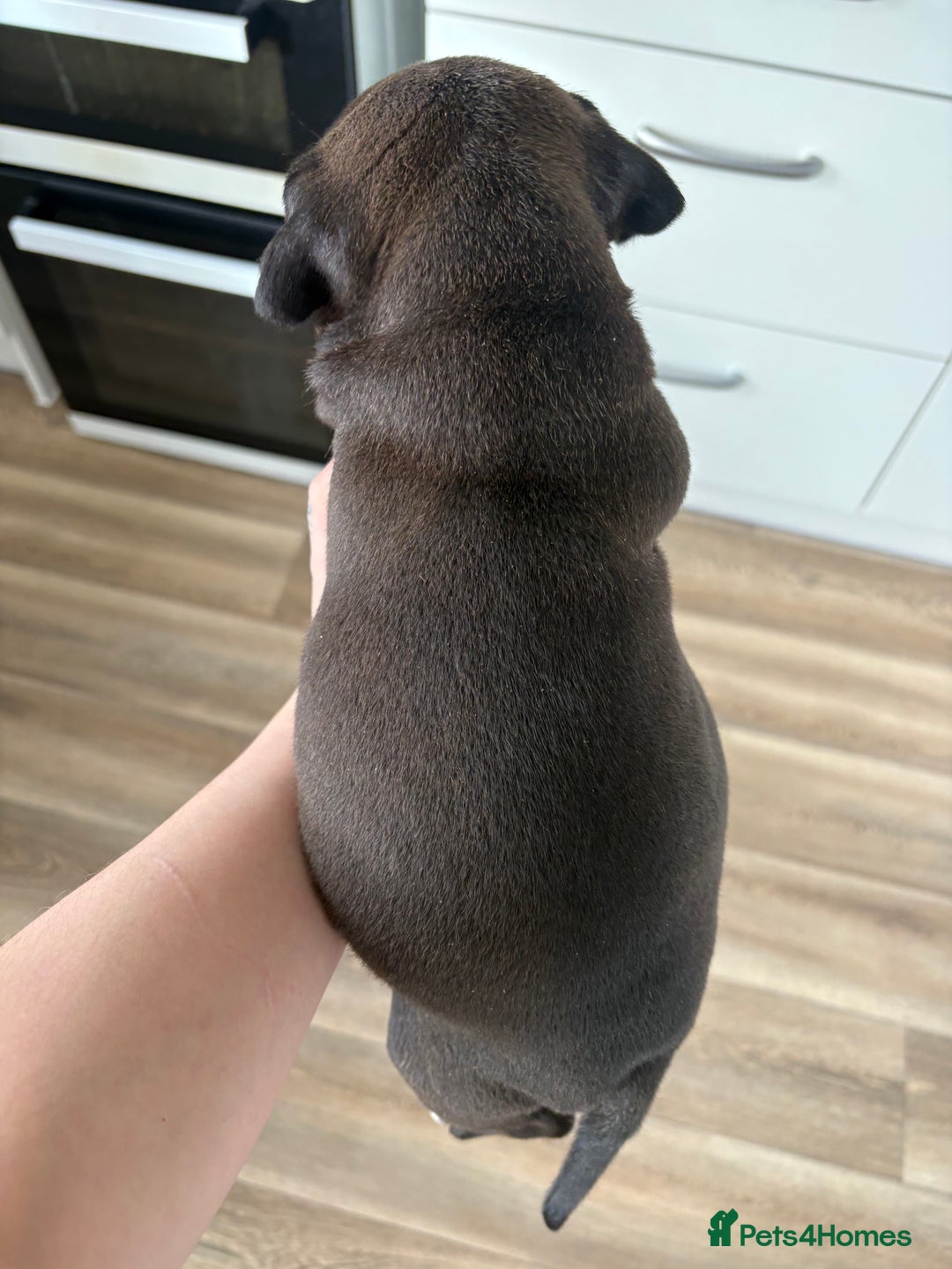 Mixed Breed dogs for sale: Staffie x puppies  - Advert 10