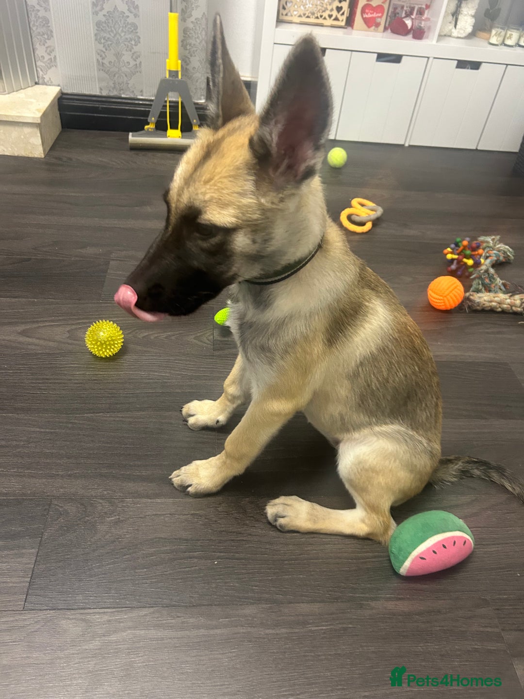Shepsky dogs for sale: German shepherd cross  - Image 4