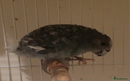 Mixed Breed birds for sale: Kakarikis, budgies and finches - Image 1