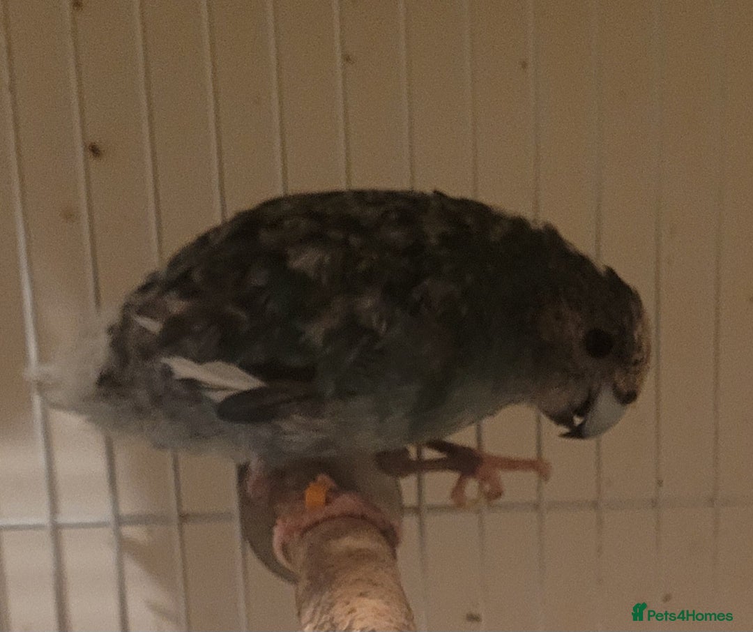 Mixed Breed birds for sale: Kakarikis, budgies and finches - Image 1