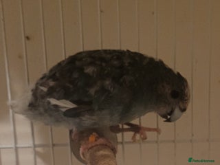 Mixed Breed birds - Advert 9