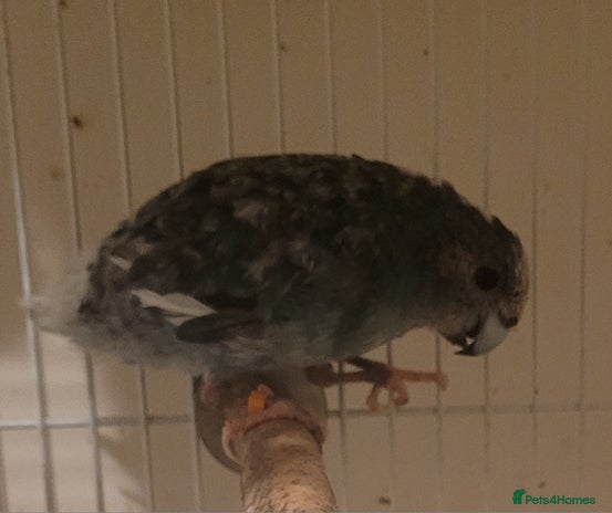 Mixed Breed birds - Advert 16