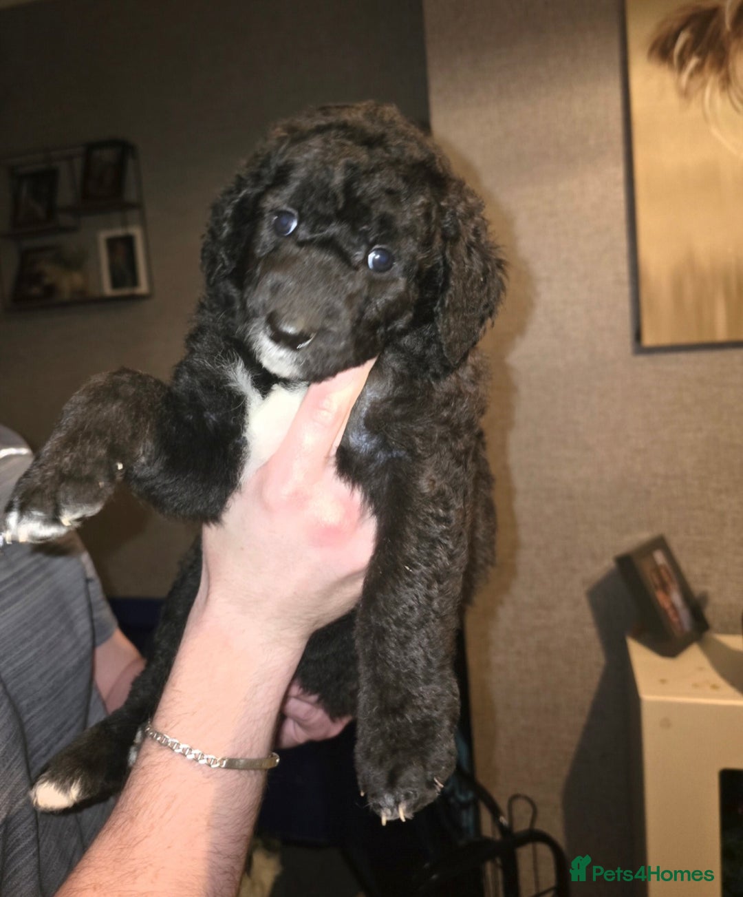 Mixed Breed dogs for sale: Standard poodle x  - Advert 5