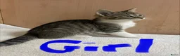 Mixed Breed cats for sale: Bengal cross kittens - Advert 12