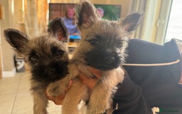 Cairn Terrier dogs for sale: Cairn terrier puppies - ready to go  - Advert 12