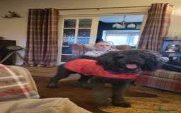 Poodle dogs for stud: Standard poodle  - Image 1