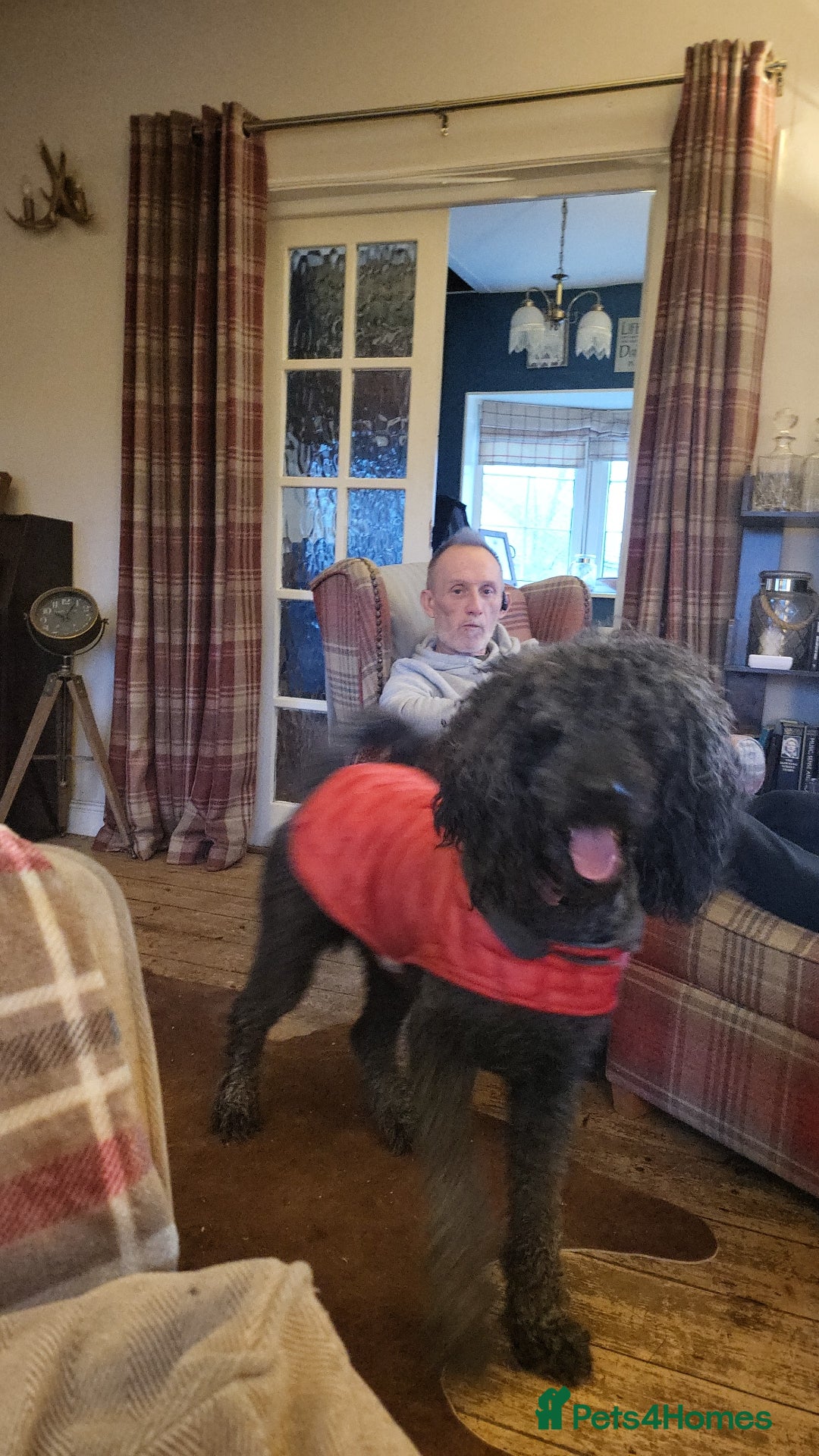 Poodle dogs for stud: Standard poodle  - Image 1