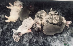 French Bulldog dogs for sale: French bulldogs - Image 3