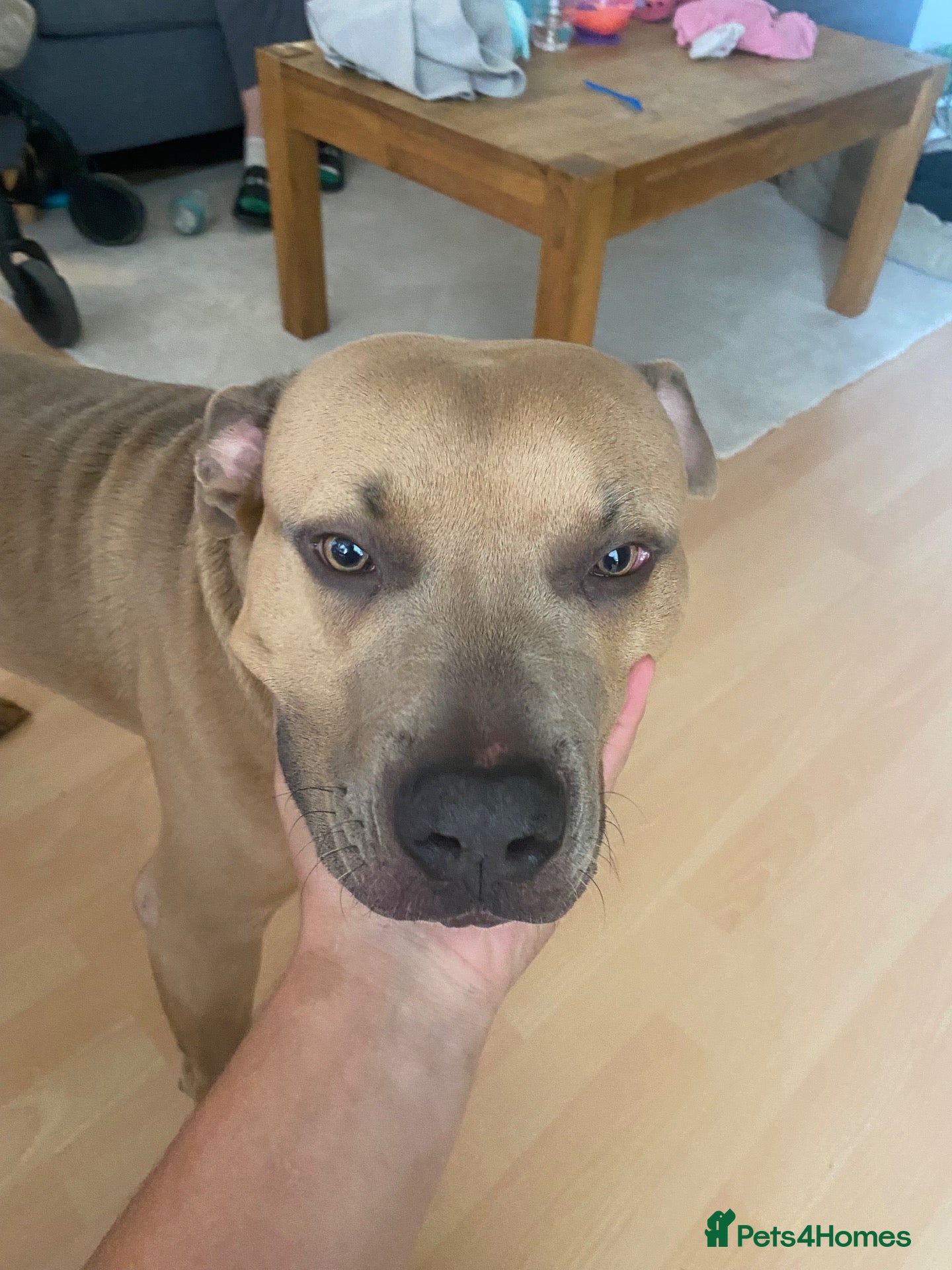 American Bull Staffy dogs for sale: kane american bully  - Advert 13