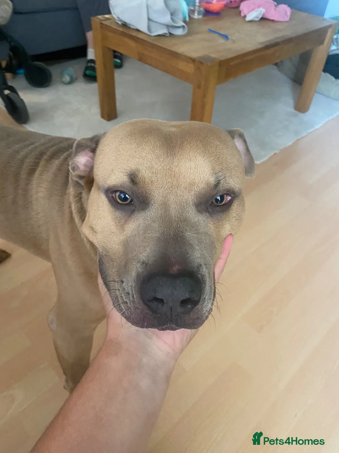 American Bull Staffy dogs for sale: kane american bully  in Cannock - Advert 1