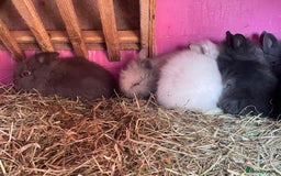 Lionhead rabbits for sale: 2 male left. 6 females  - Image 25