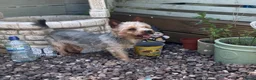 Chorkie dogs for sale: Beautiful Chorkie Girl Puppies - Advert 11
