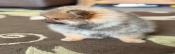 Pomeranian dogs for sale: Two Exquisite Pomeranian Puppies  in Ammanford - Advert 9