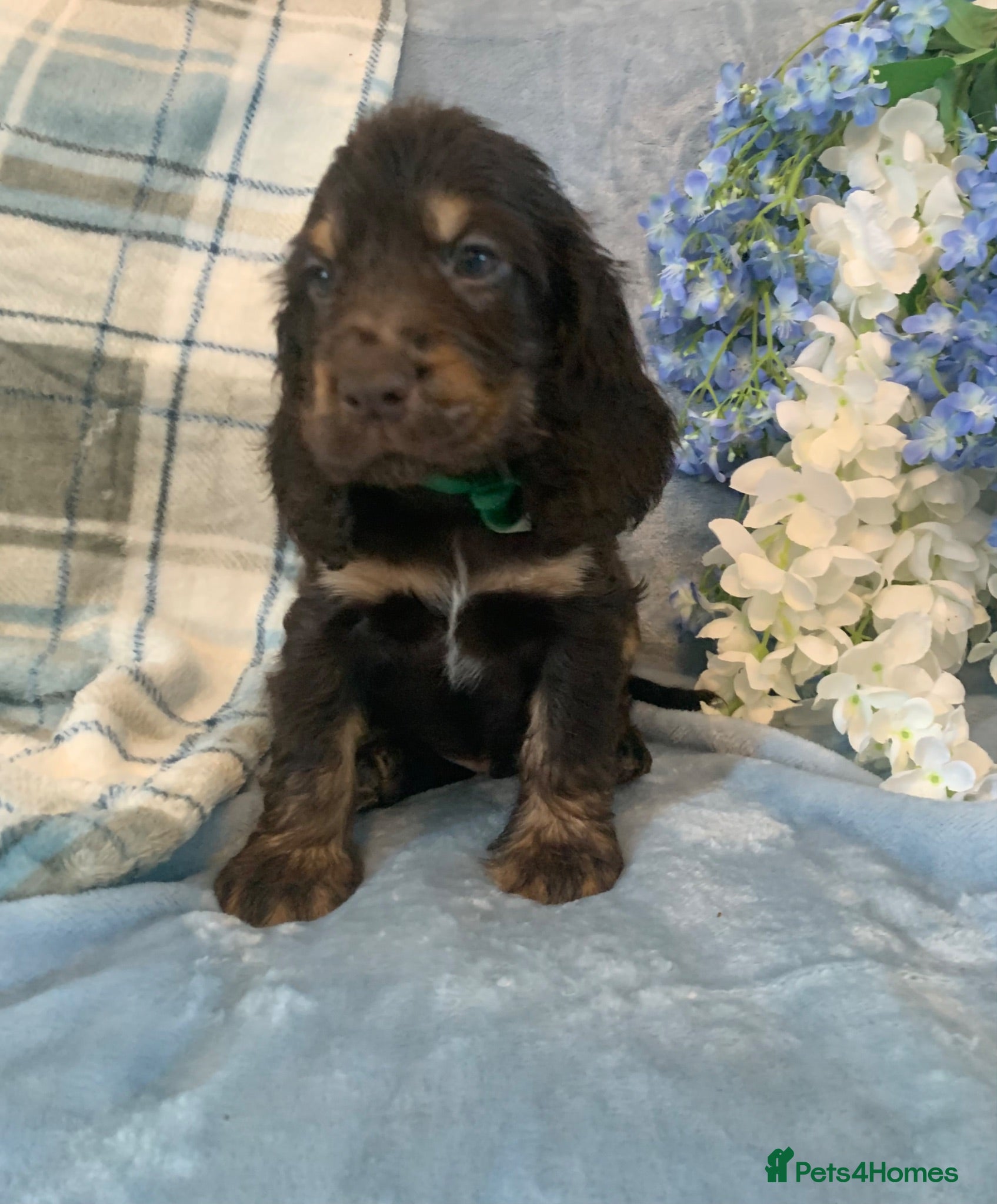 Cocker Spaniel dogs Show type cocker spaniel puppy’s  - Advert 1