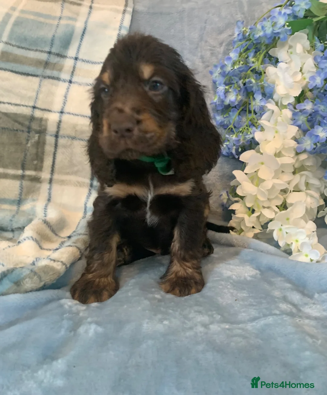 Cocker Spaniel dogs for sale: Show type cocker spaniel puppy’s  - Advert 2