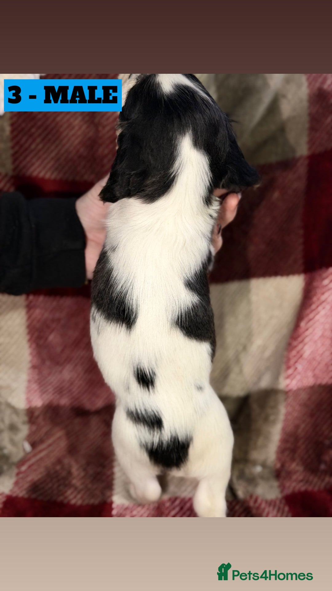 Cockapoo dogs for sale: BEAUTIFUL F2 COCKAPOO PUPPIES - 4 BOYS AND 4 GIRLS - Advert 32