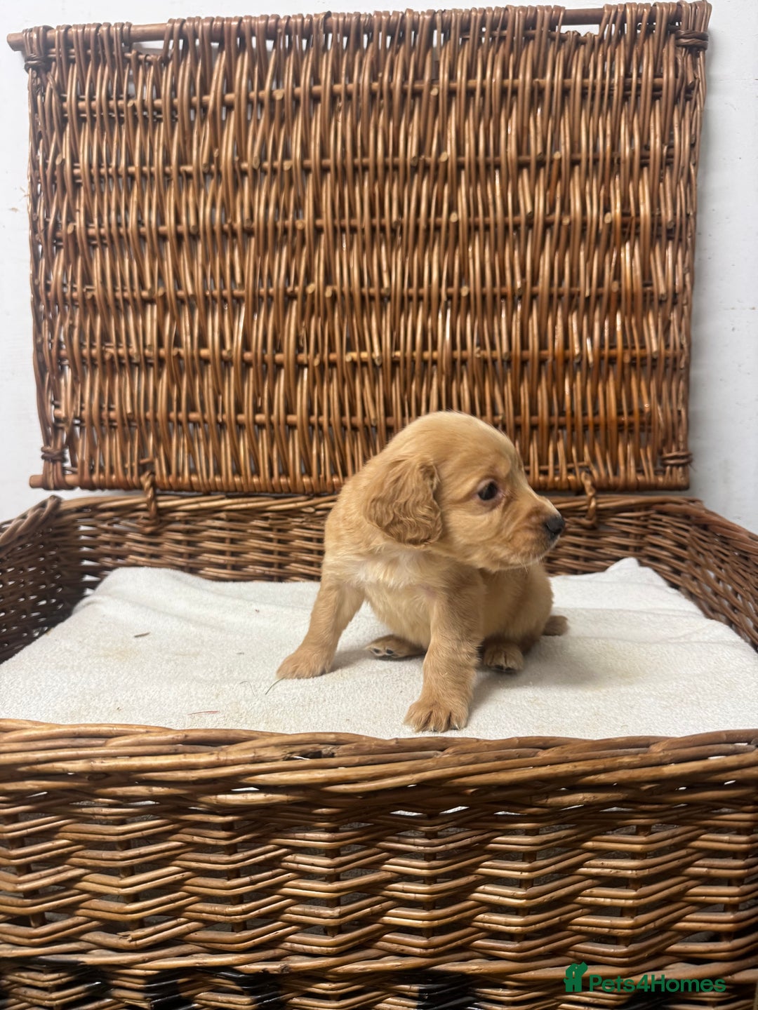 Cocker Spaniel dogs for sale: Fully DNA health tested cocker spaniel puppies - Advert 9
