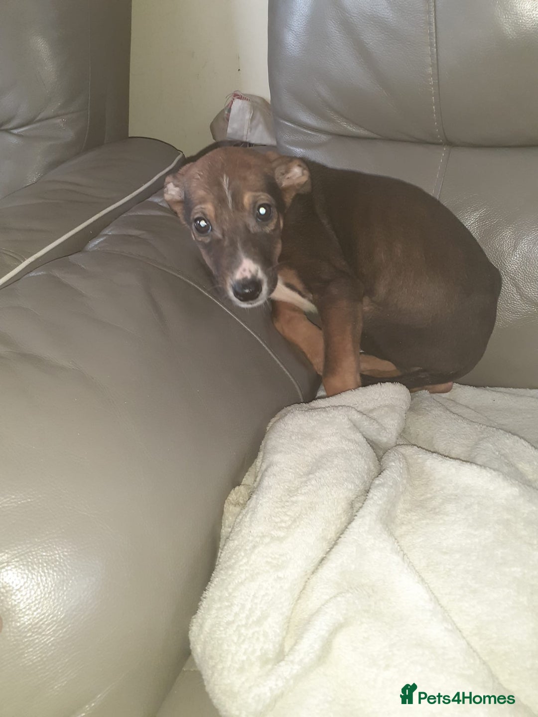 Mixed Breed dogs for sale: Saluki cross Chinese red dog - Advert 3