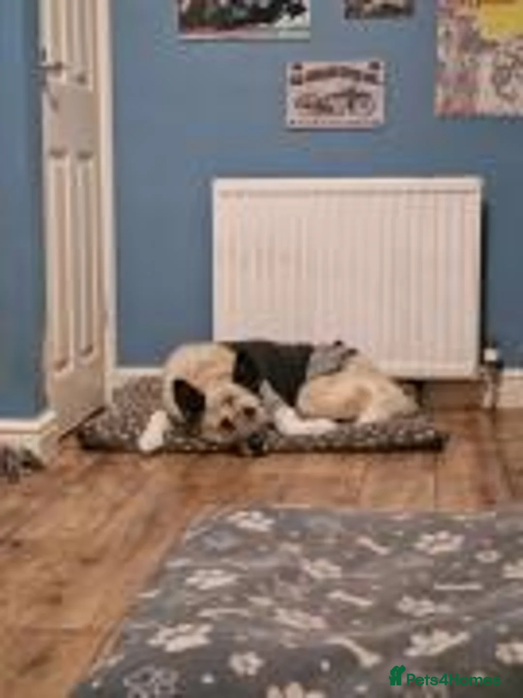 Akita dogs for adoption: Bonnie in Worksop - Advert 3