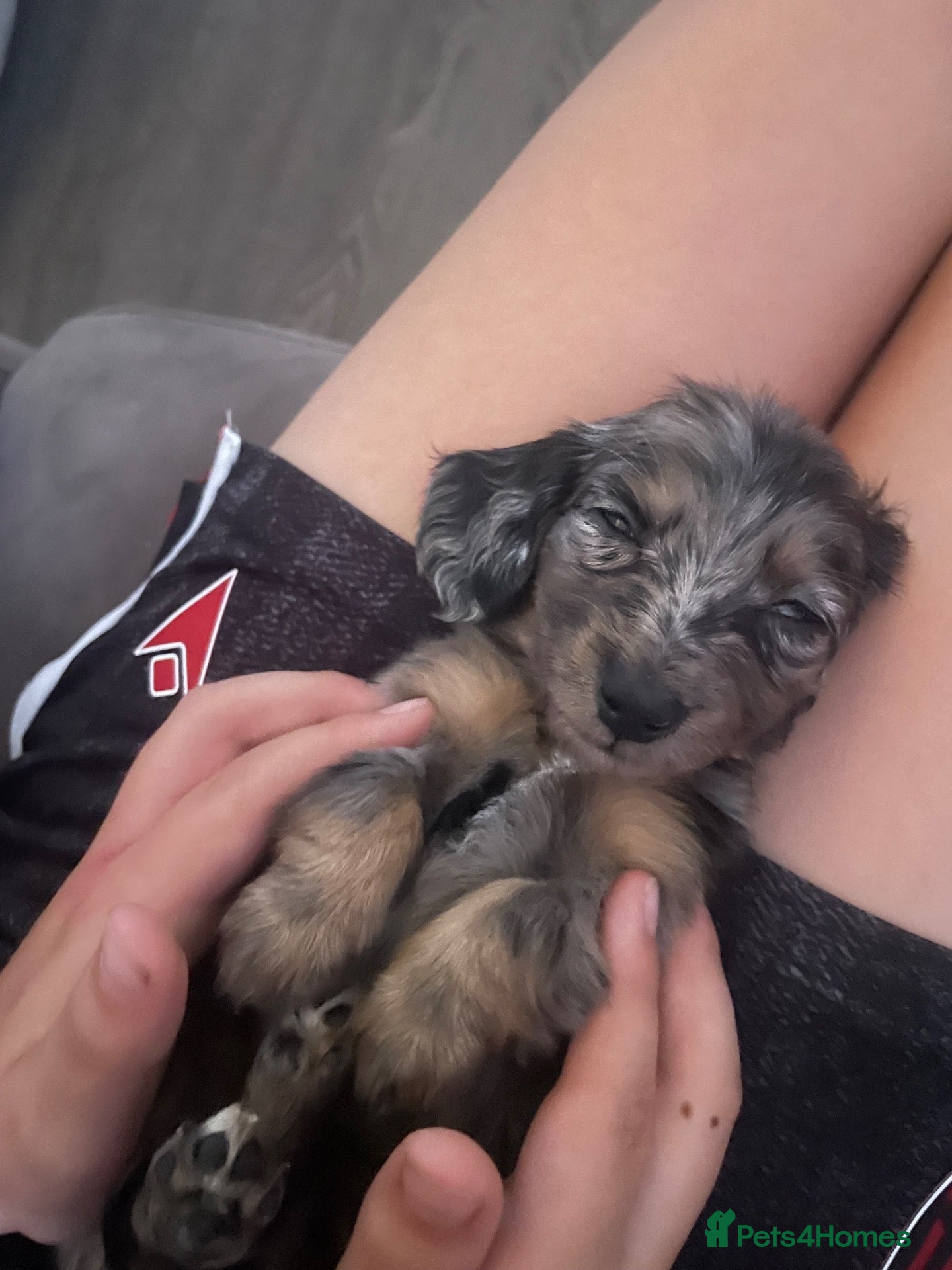 Miniature Dachshund dogs Fluffy miniature dachshund  - Advert 2