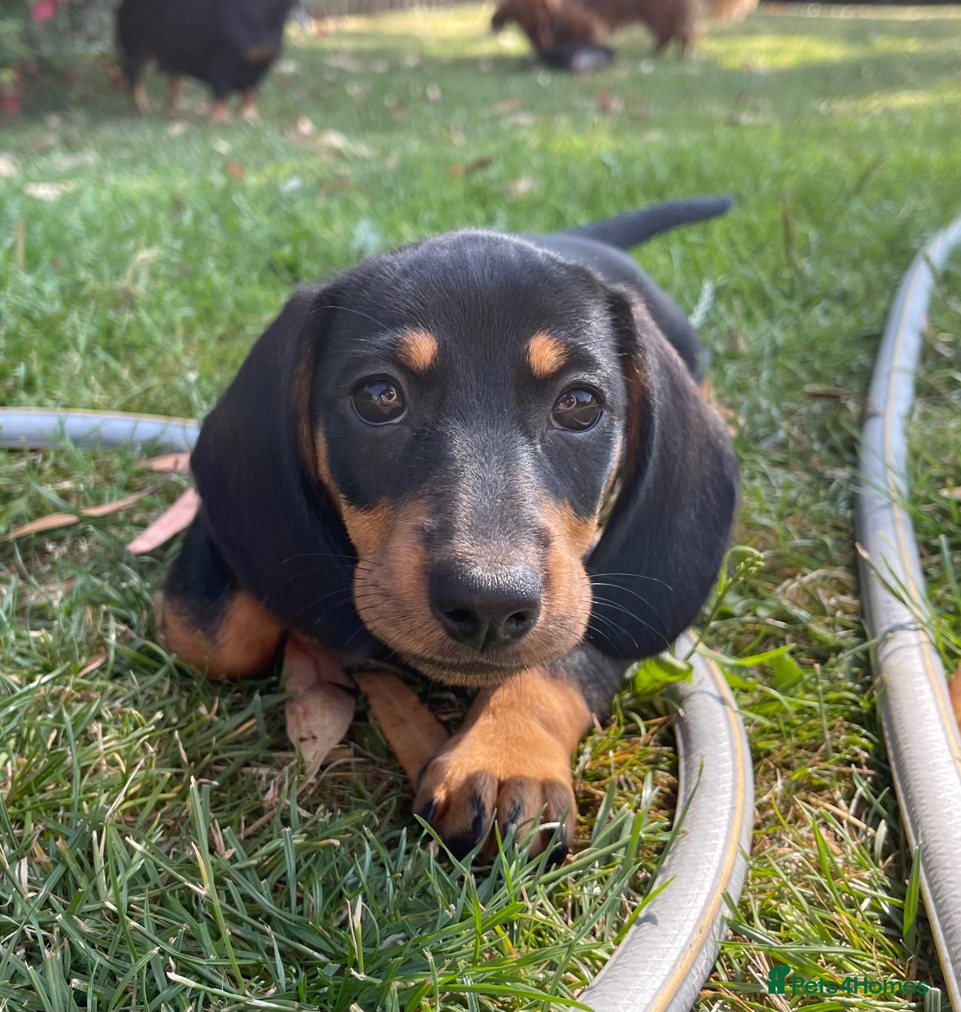 Miniature Dachshund dogs READY NOW - Super Sweet Miniature Dachshunds - Advert 1