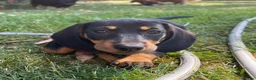Miniature Dachshund dogs for sale: READY NOW - Last puppy dog - Miniature Dachshunds - Advert 5