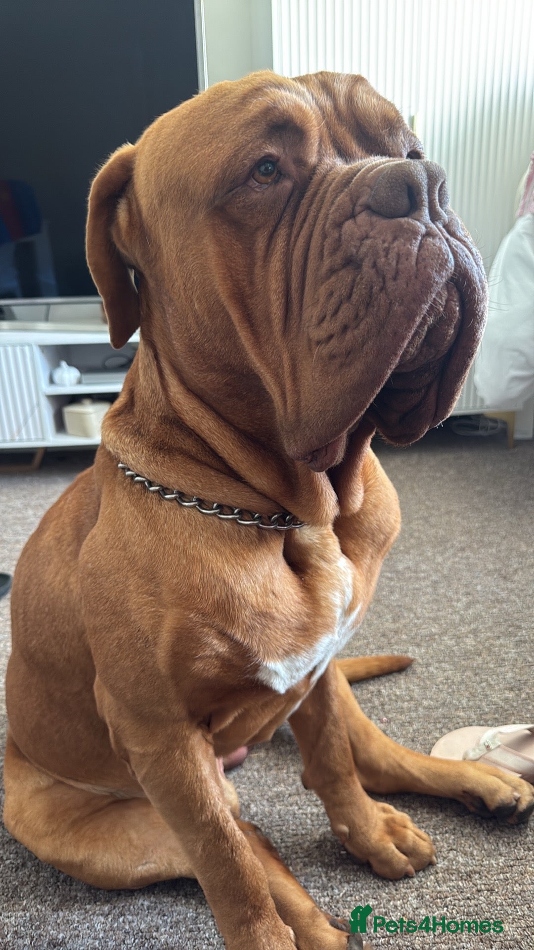 Dogue De Bordeaux dogs Re home  - Advert 1