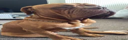 Dogue De Bordeaux dogs for sale: Re home  in London - Advert 1