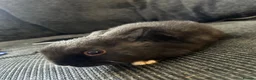 Mixed Breed rabbits for sale: 5 baby rabbits  - Advert 4