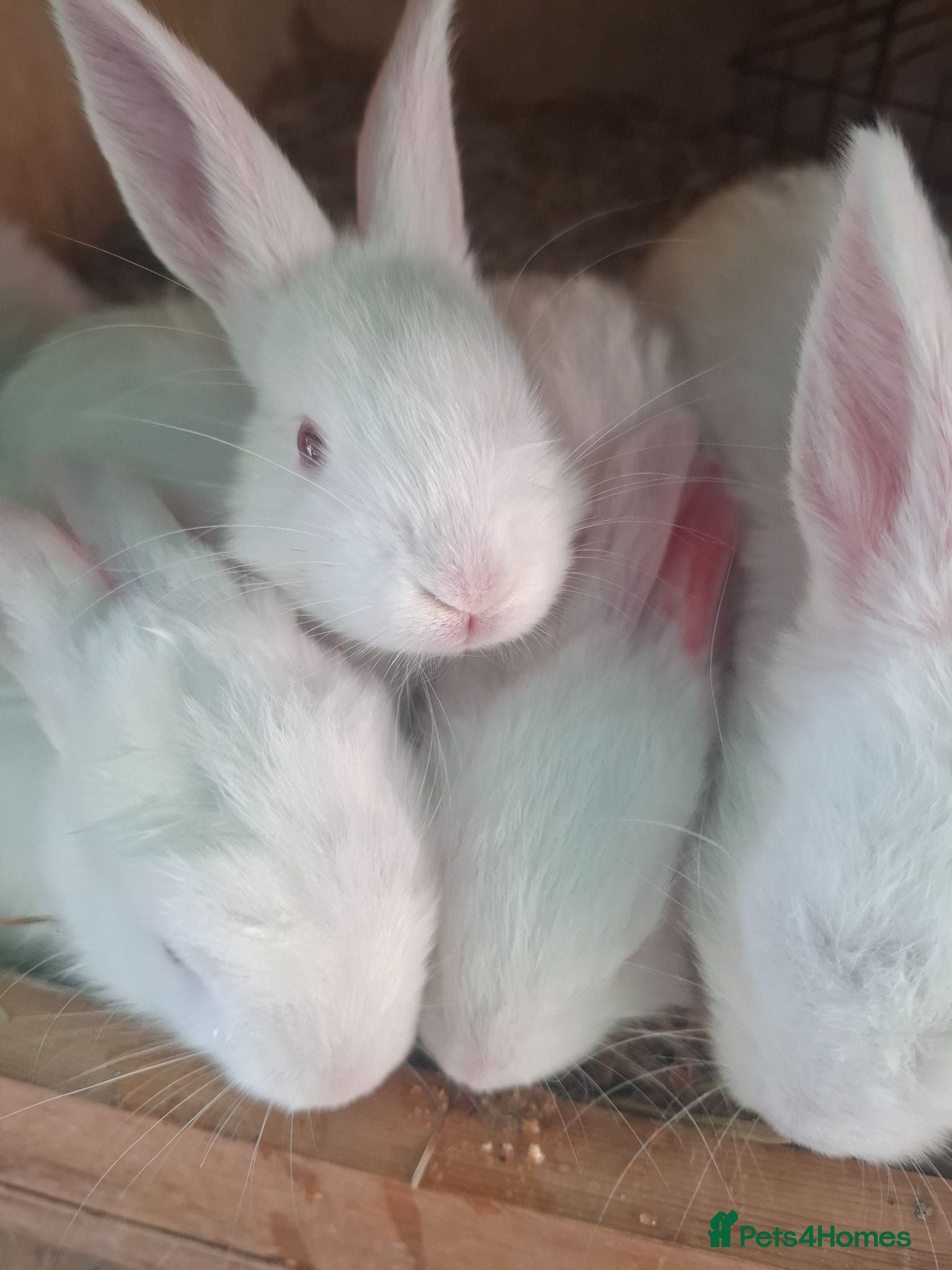 New Zealand rabbits NEW ZEALAND WHITE (NZW) RABBITS FOR SALE - Advert 2