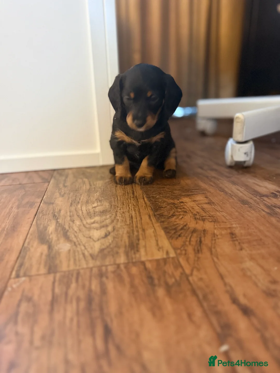 Mixed Breed dogs for sale: Doxiepoos - Advert 3