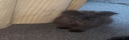 Mixed Breed cats for sale: Last kitty remaining  - Advert 9