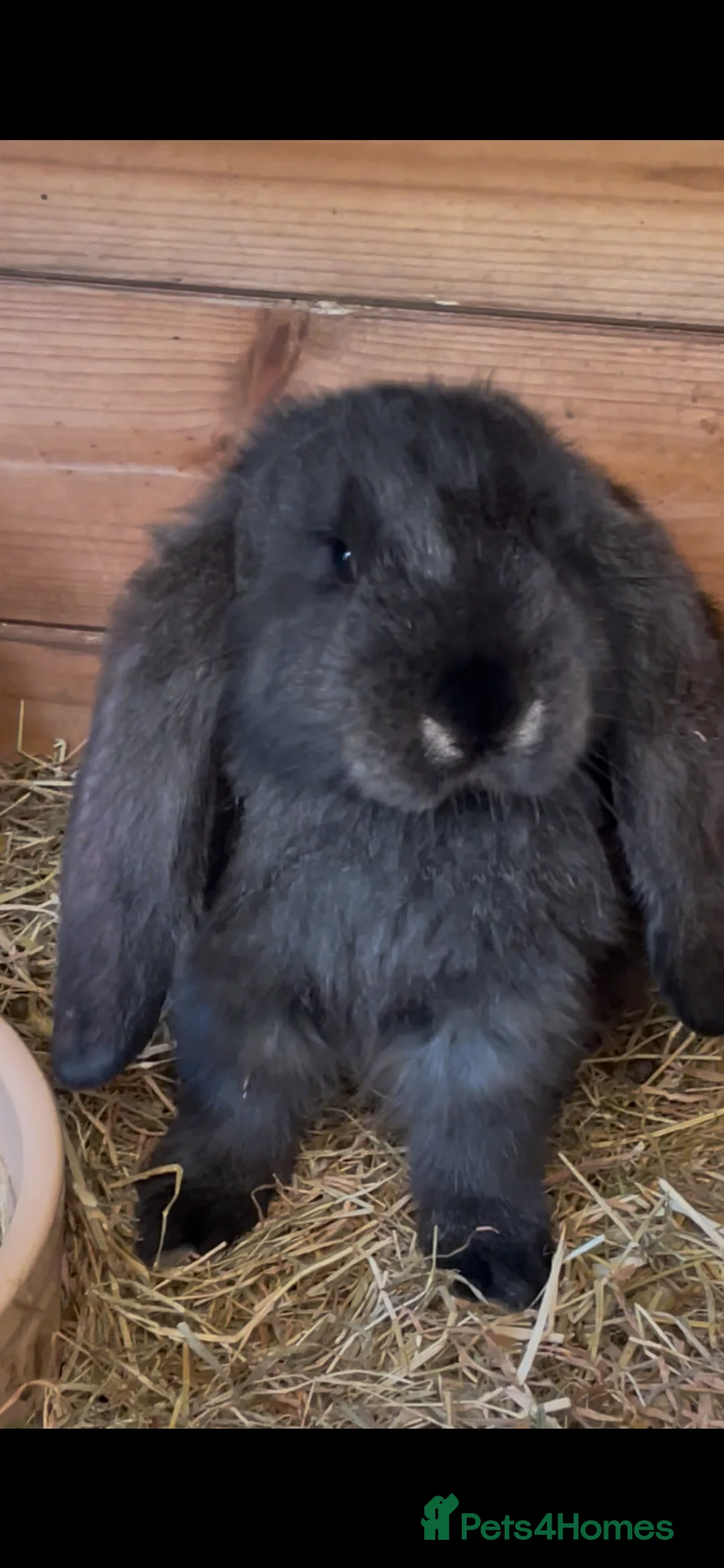 French Lop rabbits for sale: French lops in Swadlincote - Advert 1