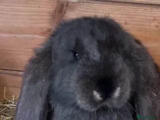 French Lop rabbits French lops - Advert 6