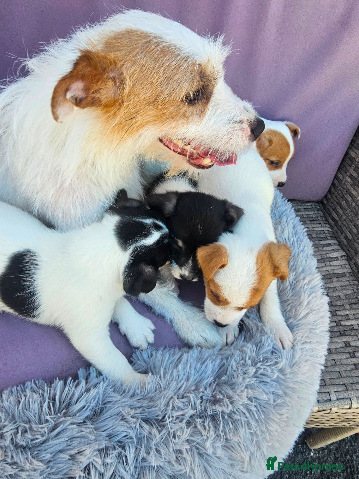 Jack Russell dogs Jack Russell puppies 🐶  - Advert 2
