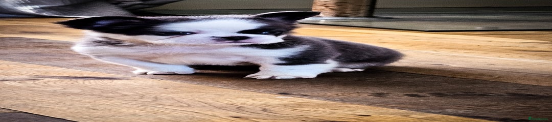 French Bulldog Puppy 12