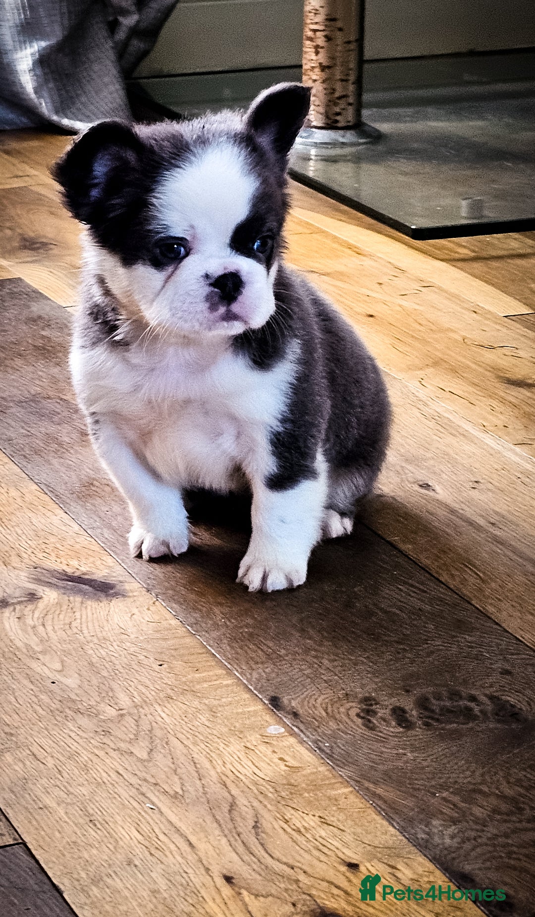 French Bulldog dogs for sale: Top Notch French Bulldog puppies  - Image 8