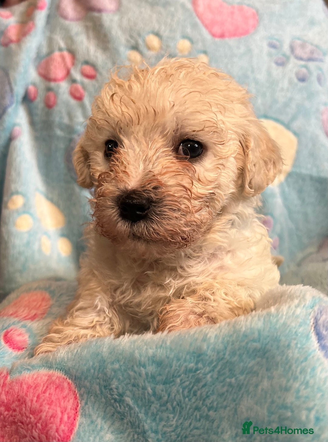 Cavachon dogs for sale: Beautiful Litter of Cavachon Puppies - Image 13
