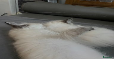 Ragdoll cats - Advert 6