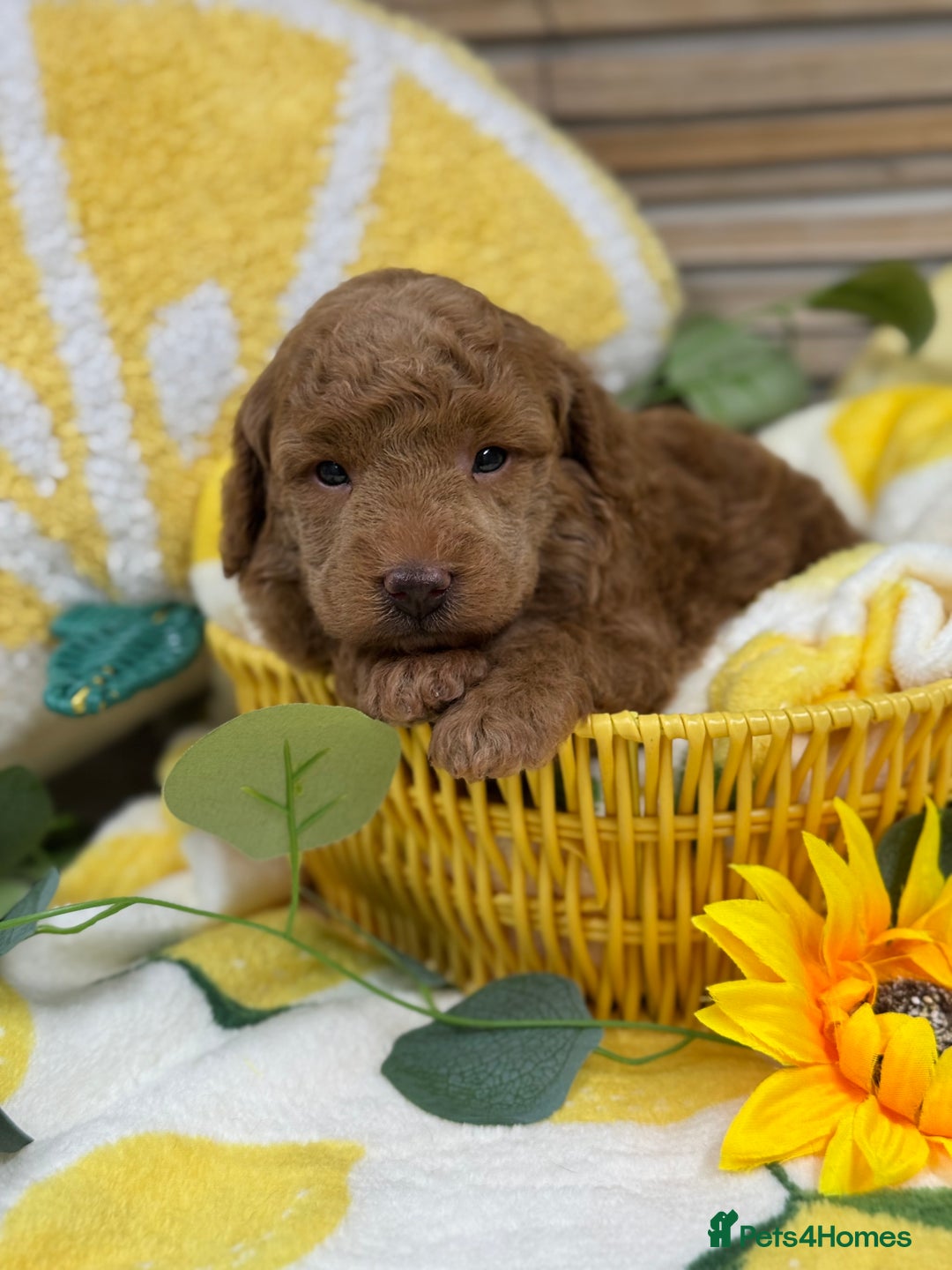 Toy Poodle dogs for sale: 🍇🐩 Last Girl Available 🐩🍇 - KC Toy Poodles 🐩✨ - Image 9