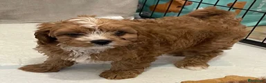 Cavapoo 1