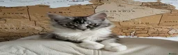 Maine Coon cats for sale: Male Maine Coon Kitten. Both parents can be seen  - Advert 4