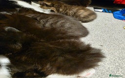 British Longhair cats for sale: 7 kittens boys and girls. British longhair cross  - Image 23