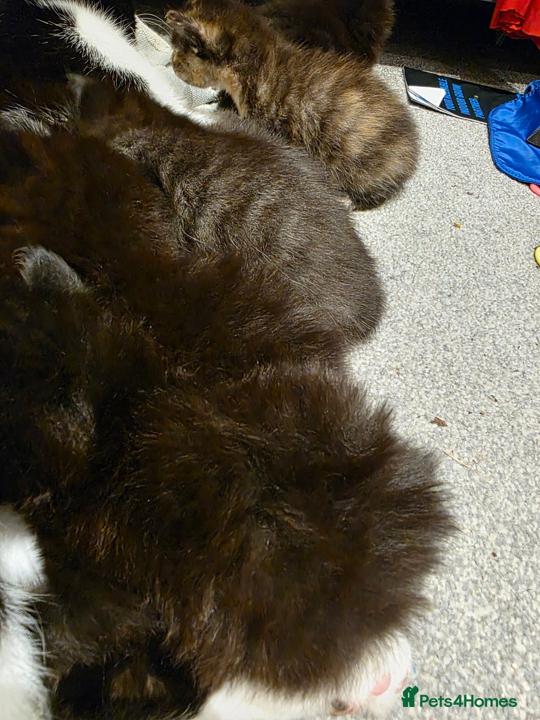 British Longhair cats for sale: 7 kittens boys and girls. British longhair cross  - Image 23