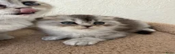 Scottish Fold cats for sale: Adorable Scottish Fold Kittens  - Advert 34