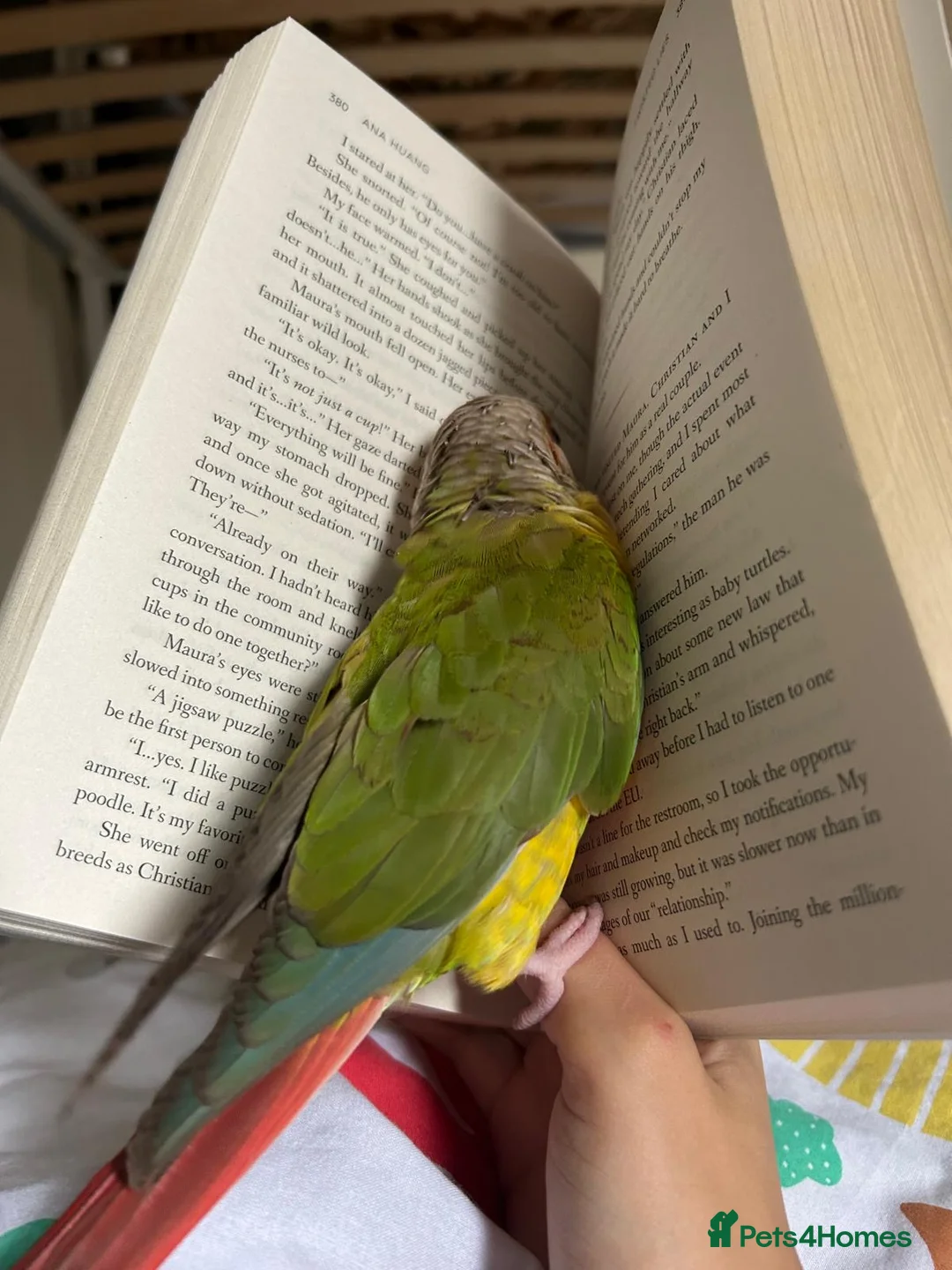 Parrots birds for sale: Pineapple conure  in London - Advert 2