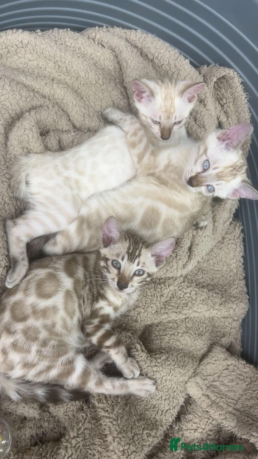 Bengal cats TICA registered pure bred Bengal kittens  - Advert 17