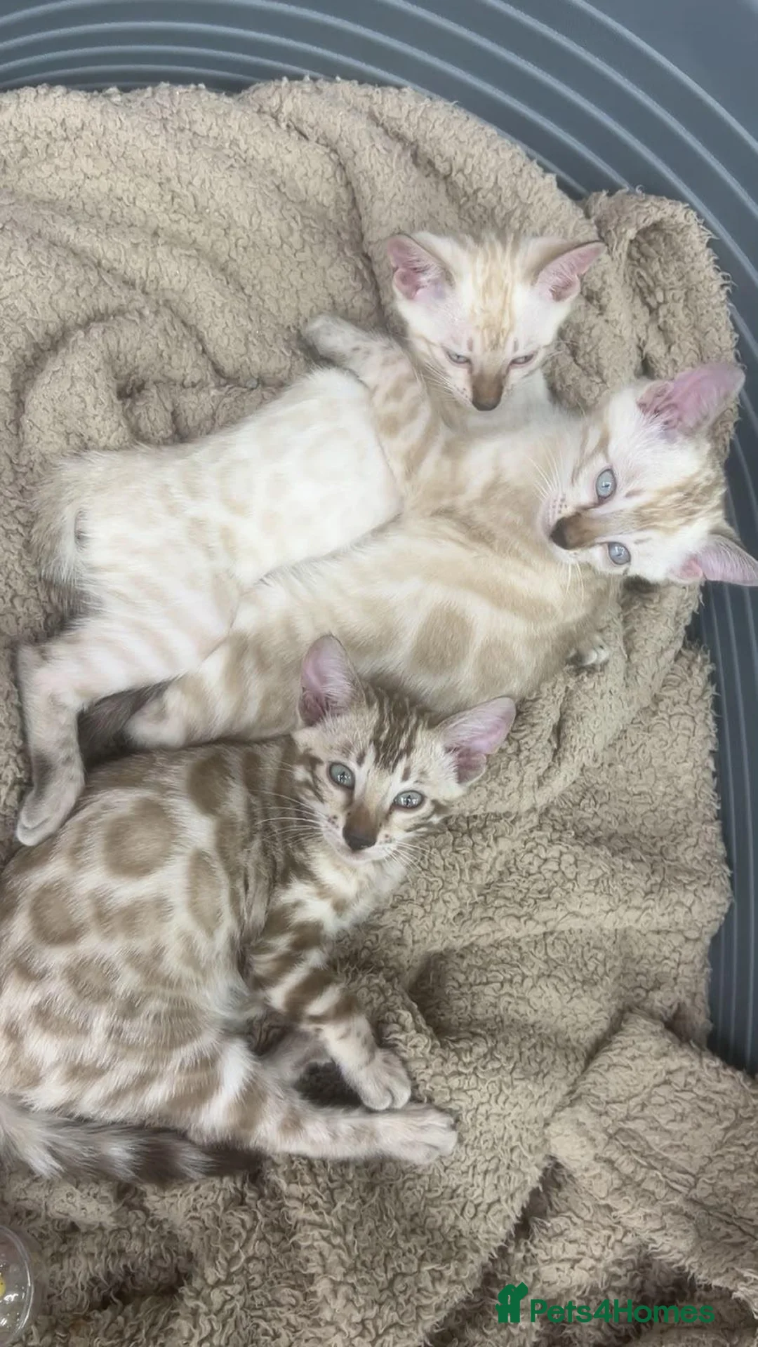 Bengal cats for sale: READY!! TICA registered pure bred Bengal kittens  - Advert 1
