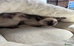 Siamese cats for sale: Siamese kittens - girls  - Image 24